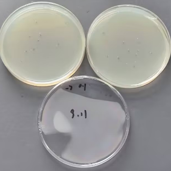 Quantitative strain of Staphylococcus aureus-BNCC