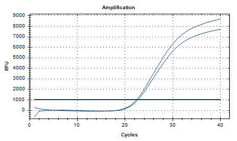 Fragile Bacteroides DNA standard-BNCC