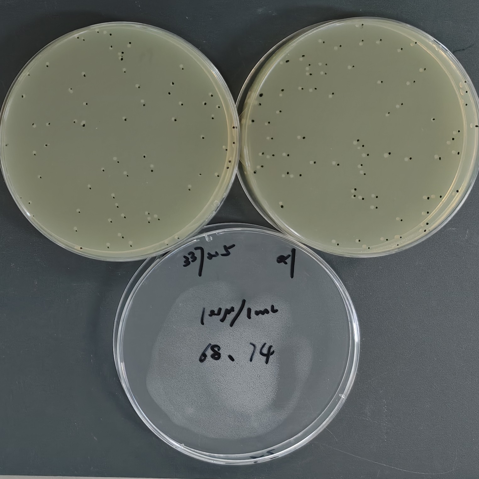Quantitative Pseudomonas aeruginosa Strain-BNCC