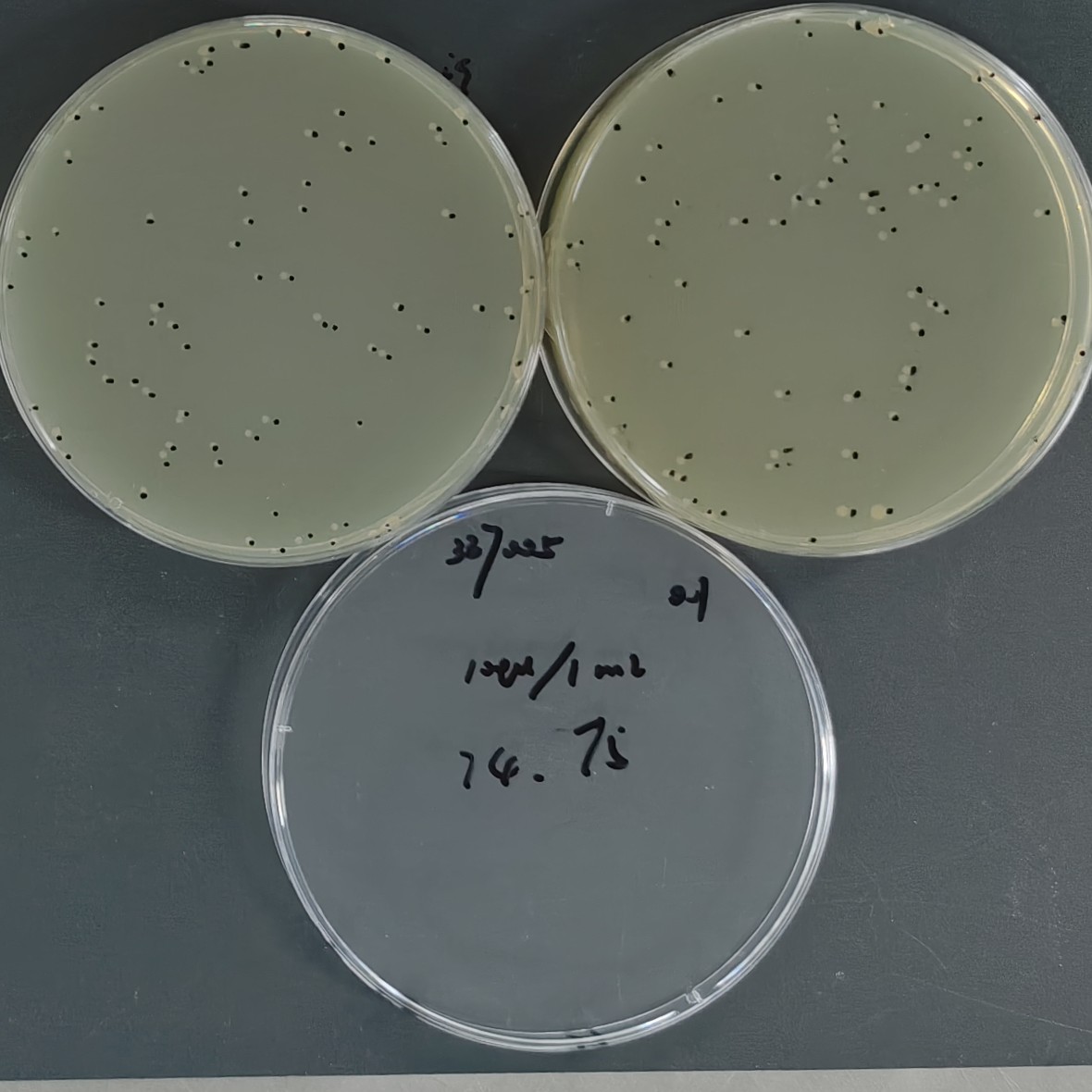 Quantitative Pseudomonas aeruginosa Strain-BNCC