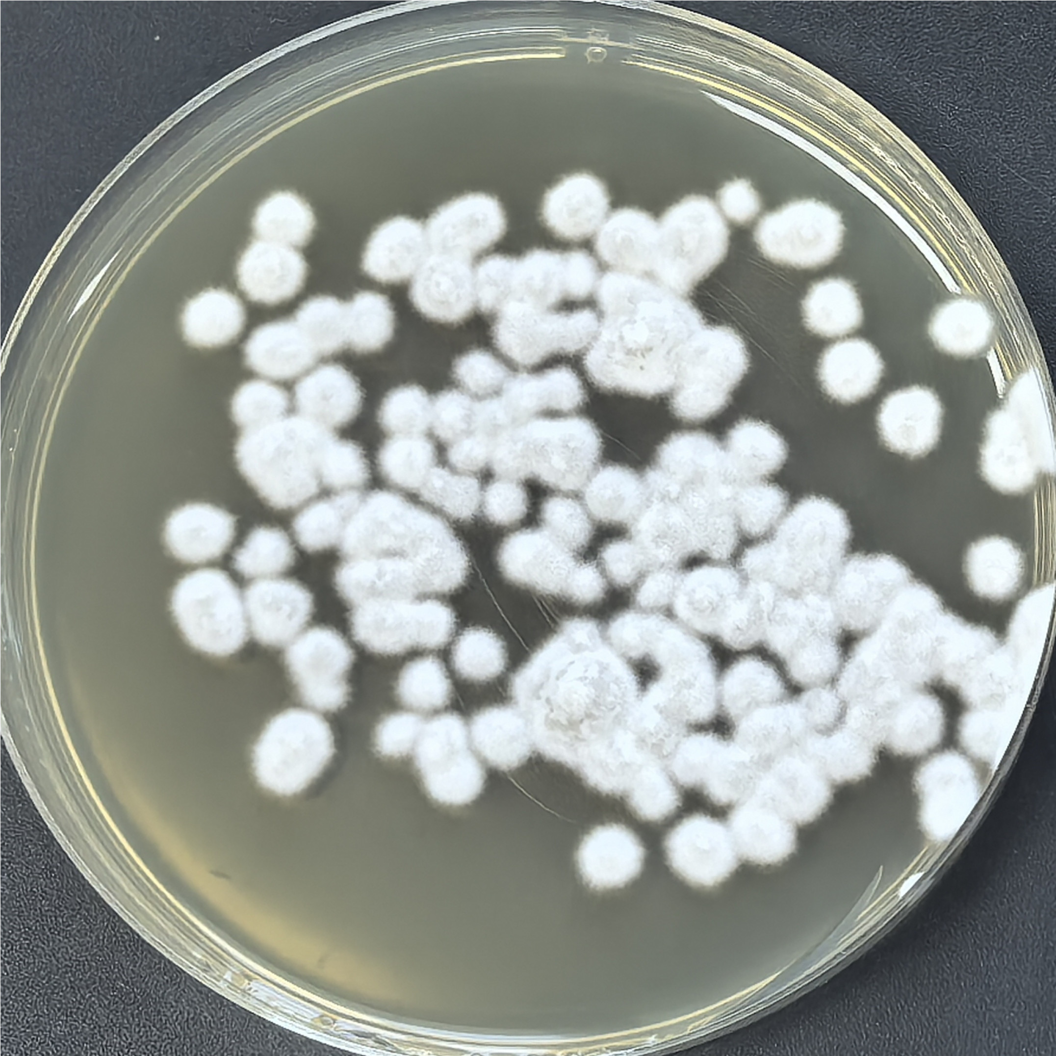 Botrytis cinerea-BNCC