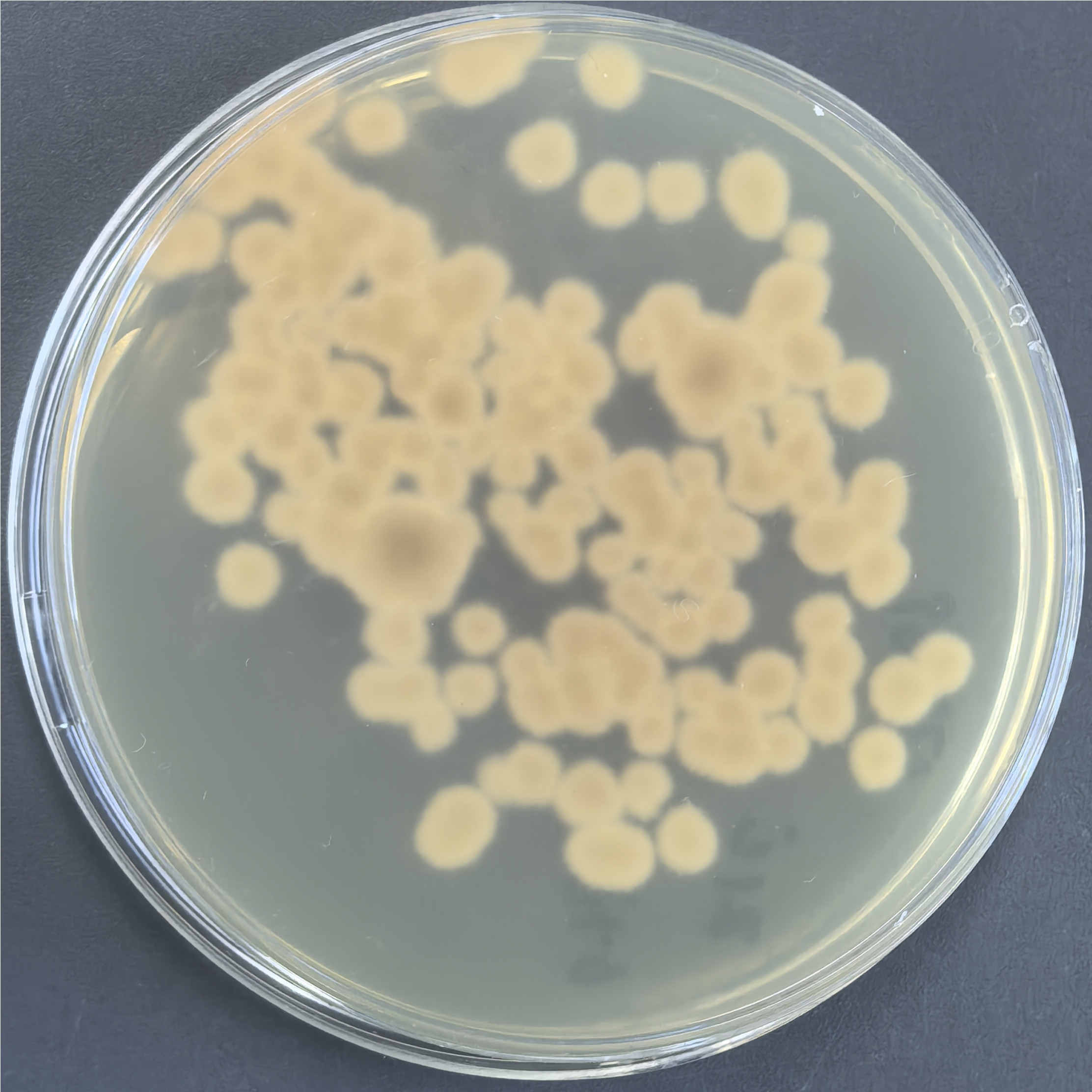 Botrytis cinerea-BNCC