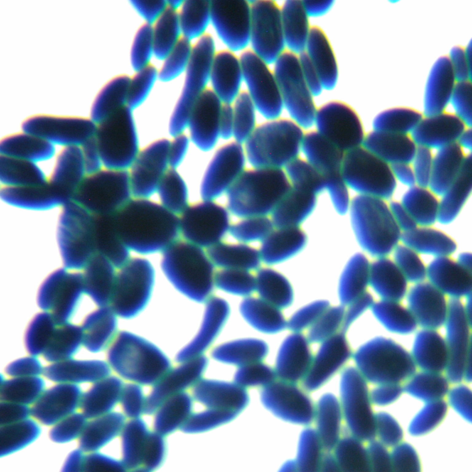 Saccharomyces cerevisiae-BNCC