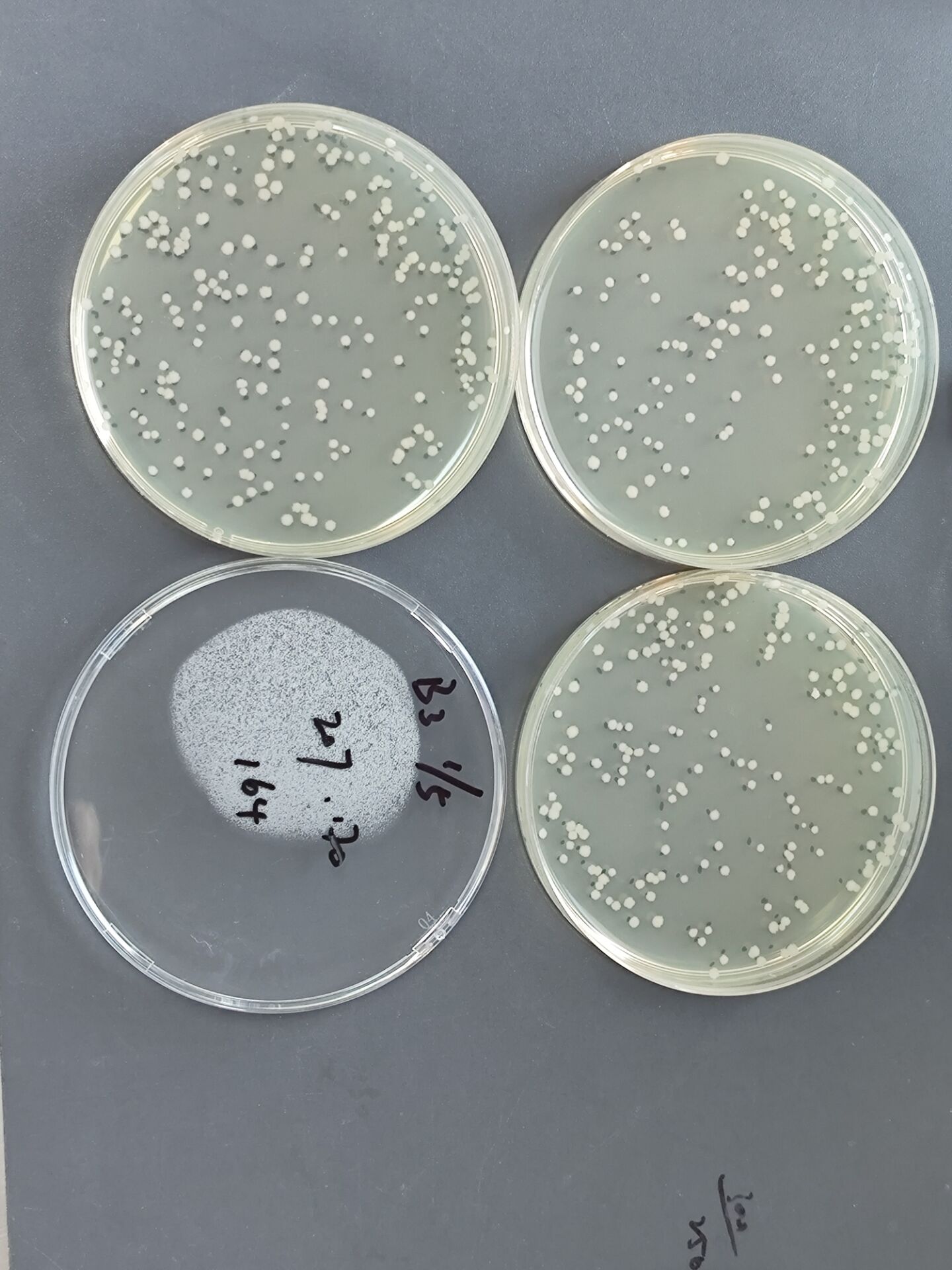 Quantitative strain of Bacillus subtilis-BNCC