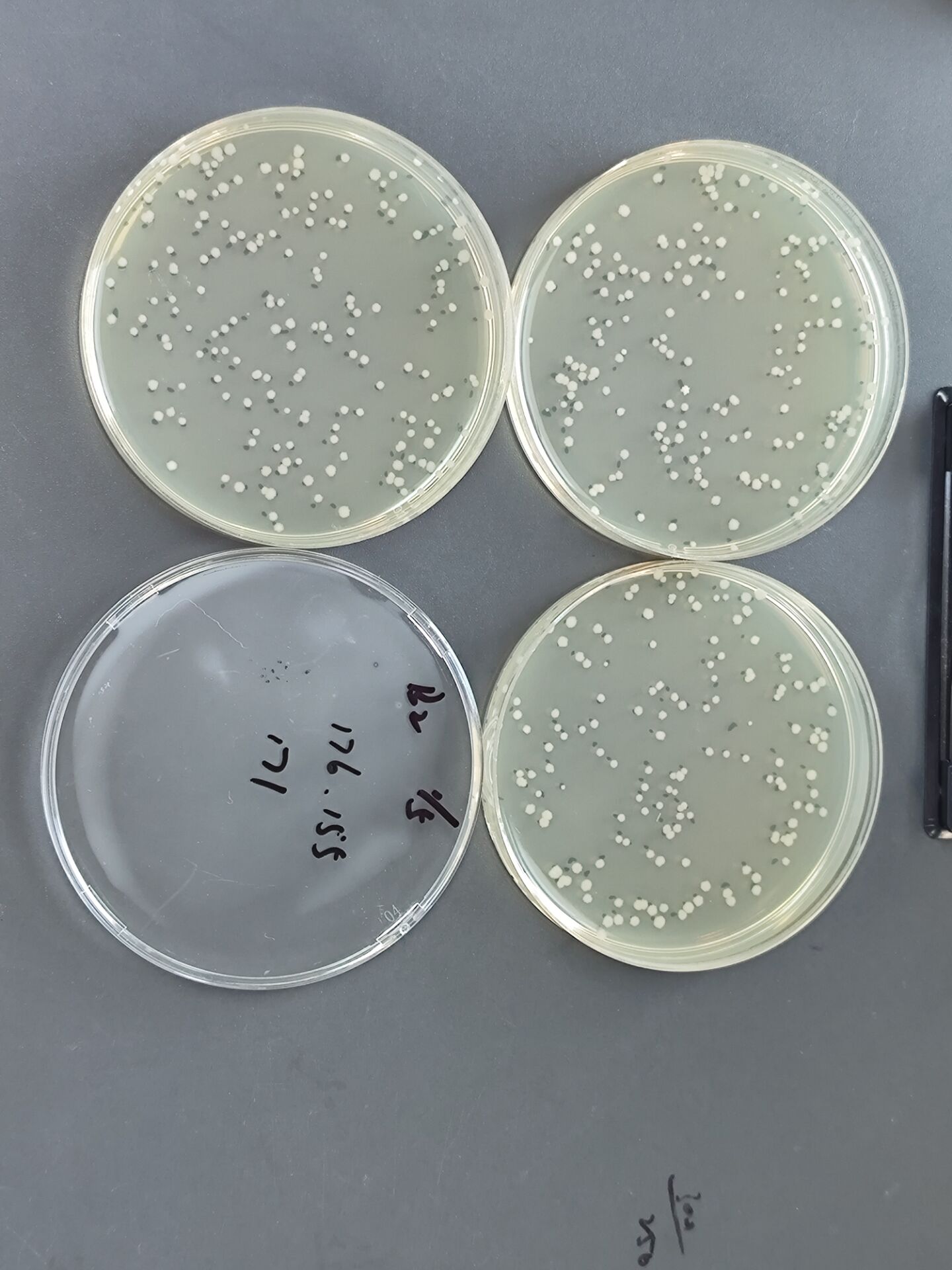 Quantitative strain of Bacillus subtilis-BNCC
