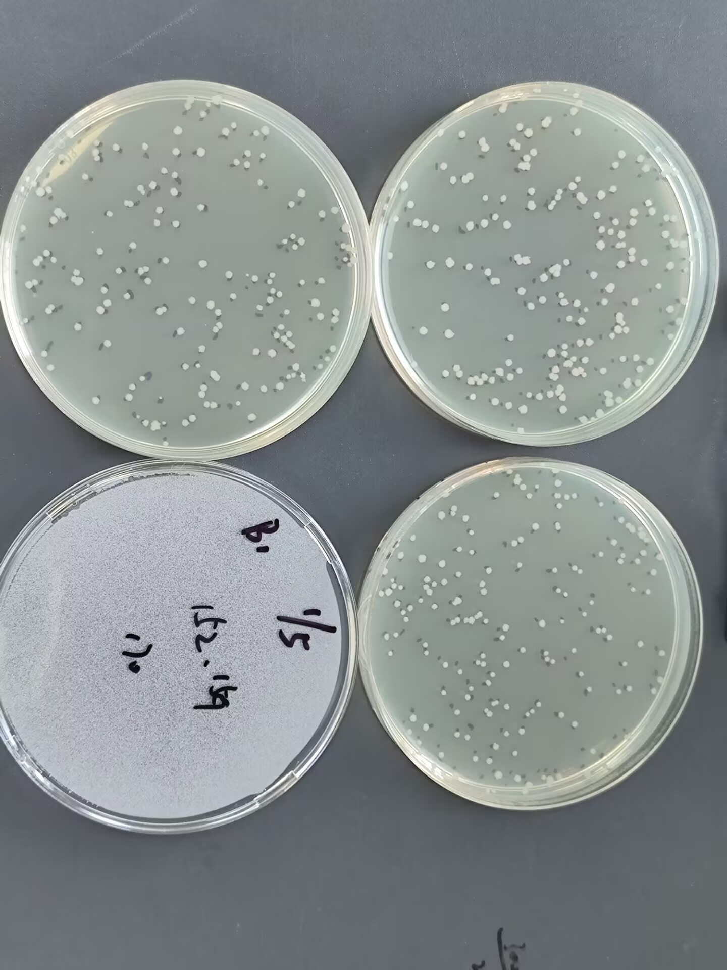 Quantitative strain of Bacillus subtilis-BNCC