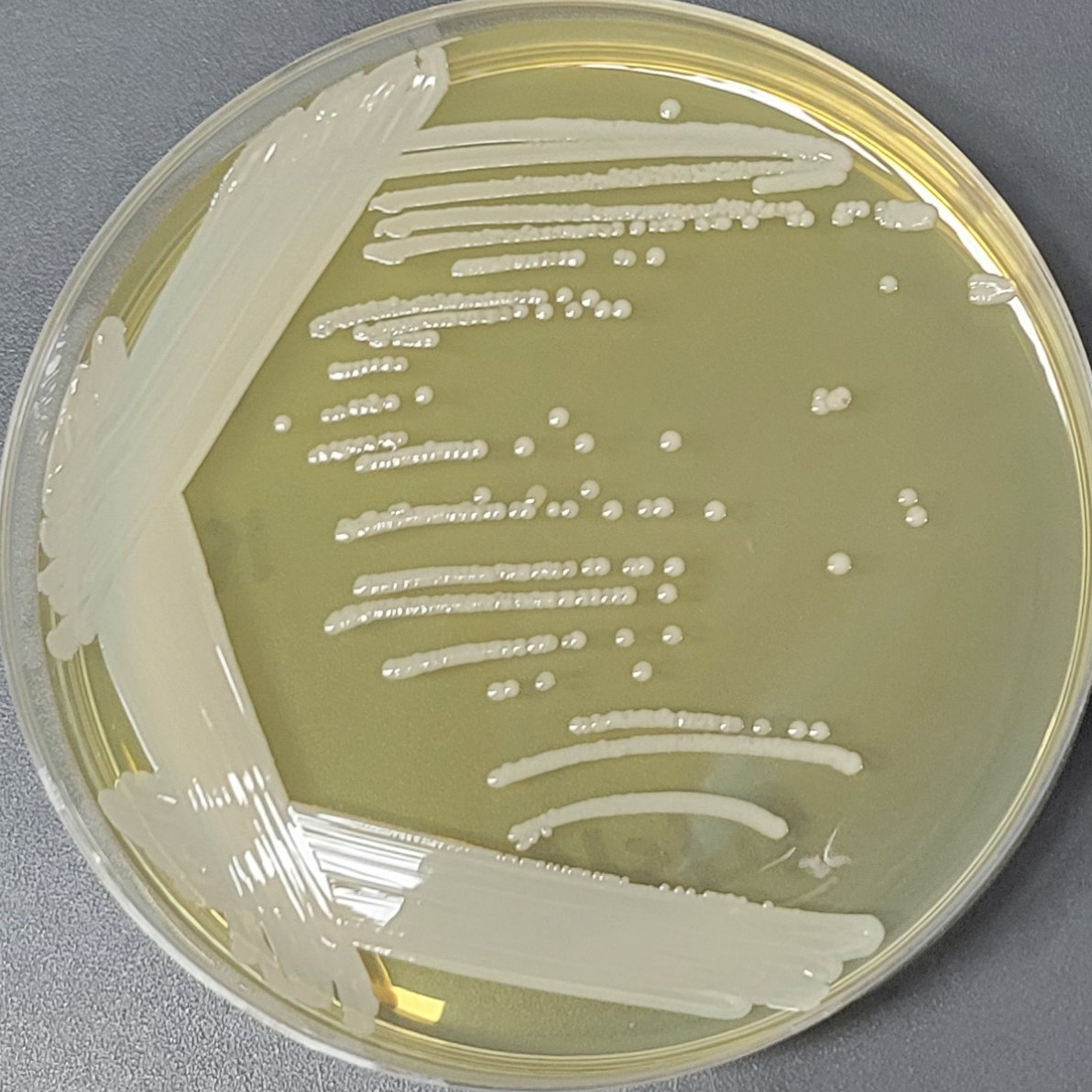 Stepanovich mammalian cocci-BNCC
