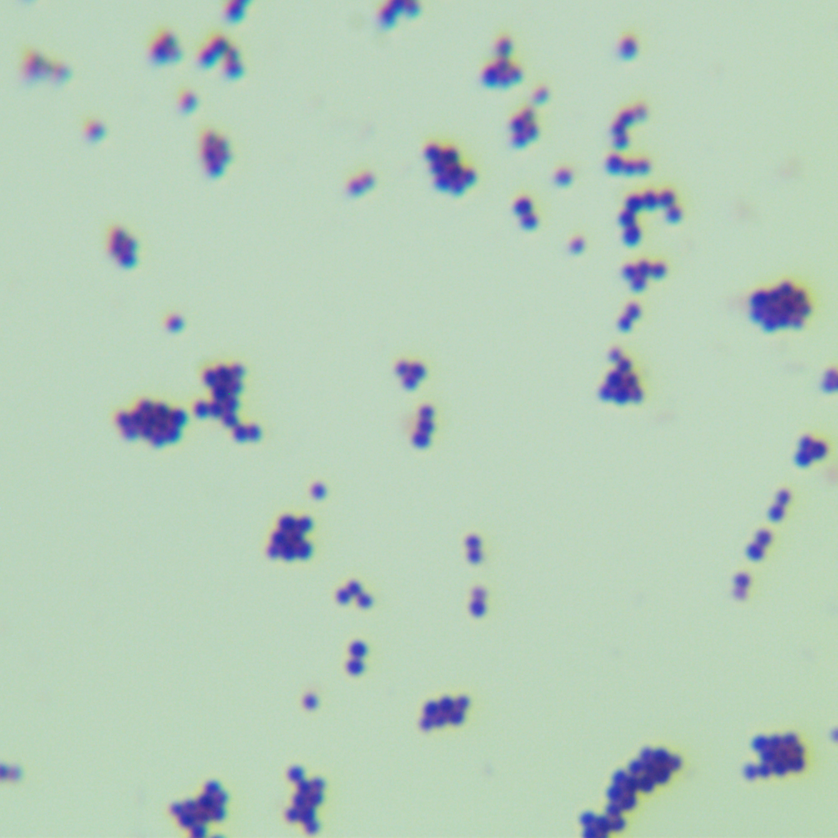 Stepanovich mammalian cocci-BNCC