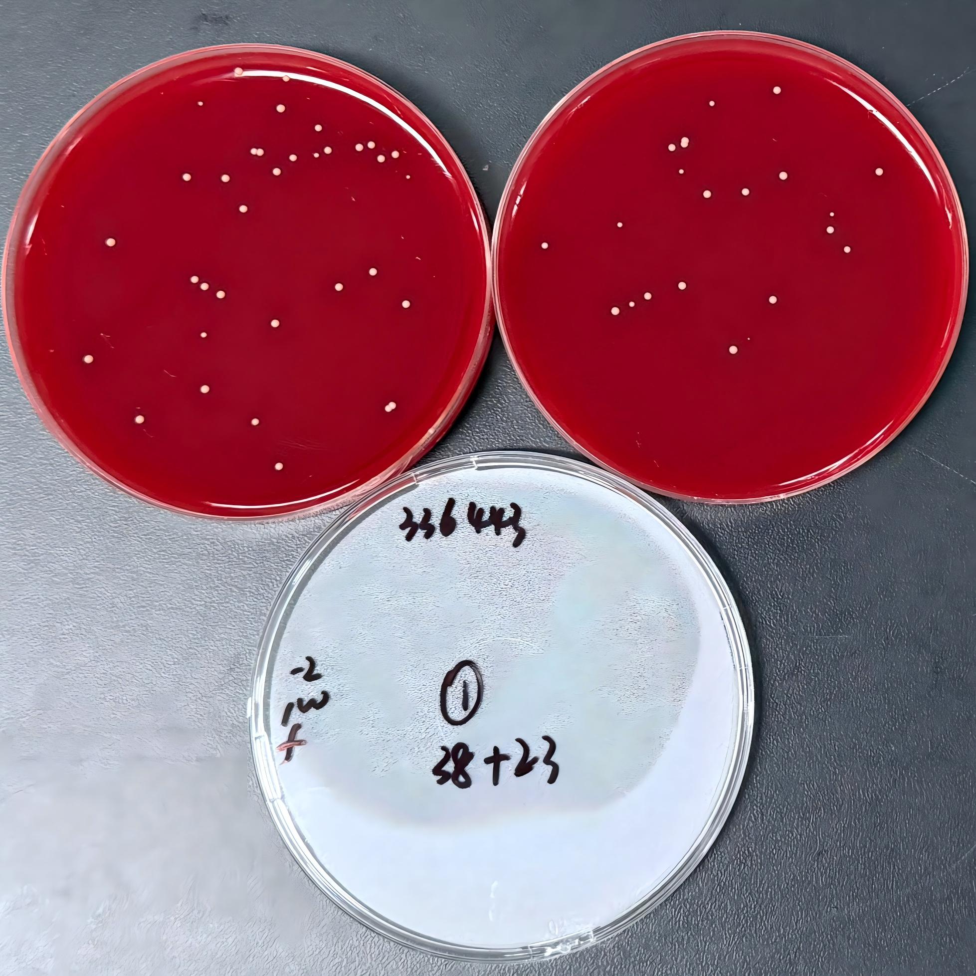 Quantitative Strain of Cutaneous Bacillus-BNCC