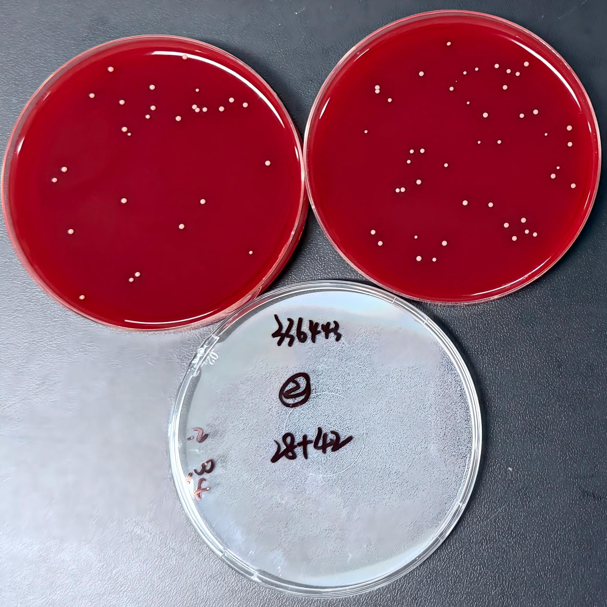 Quantitative Strain of Cutaneous Bacillus-BNCC