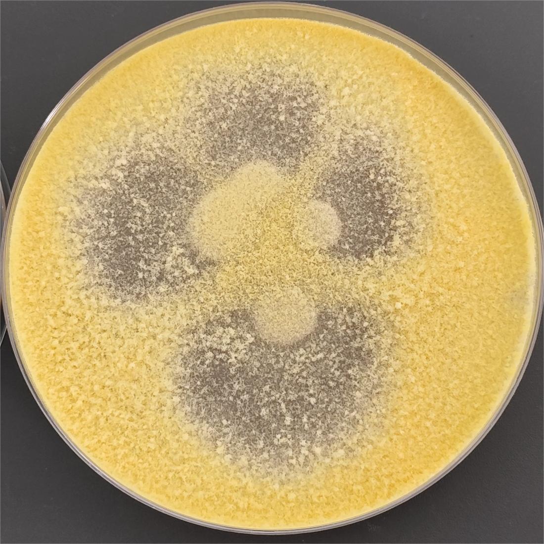 Trichoderma-BNCC