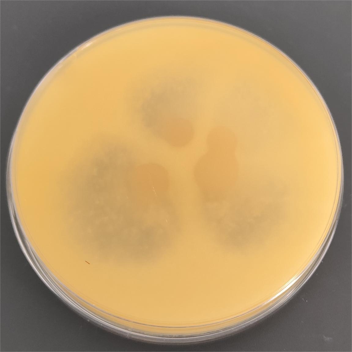 Trichoderma-BNCC