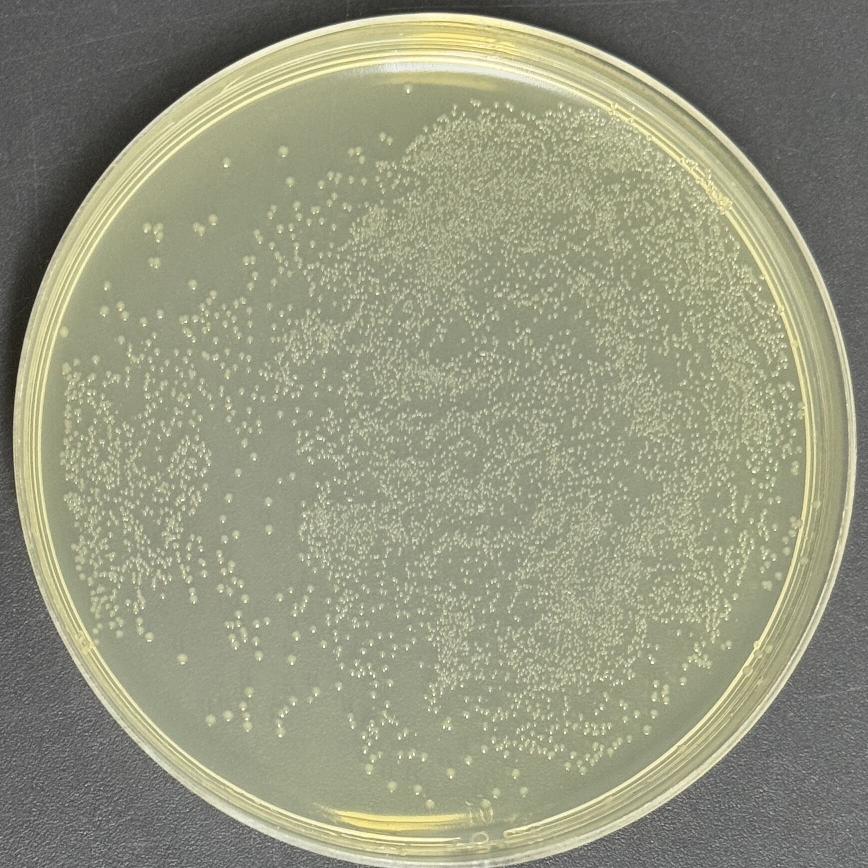 Escherichia coli Nissle1917 chemocompetent cells-BNCC