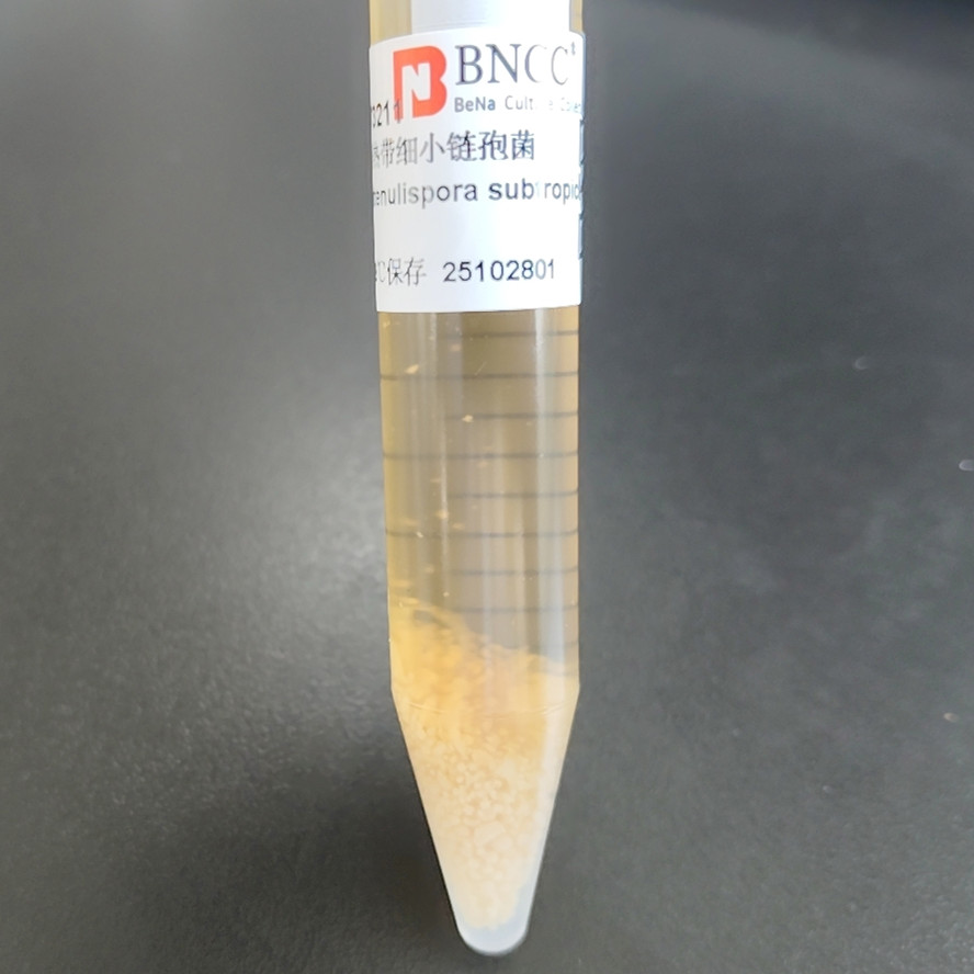 Subtropical Microcystis-BNCC