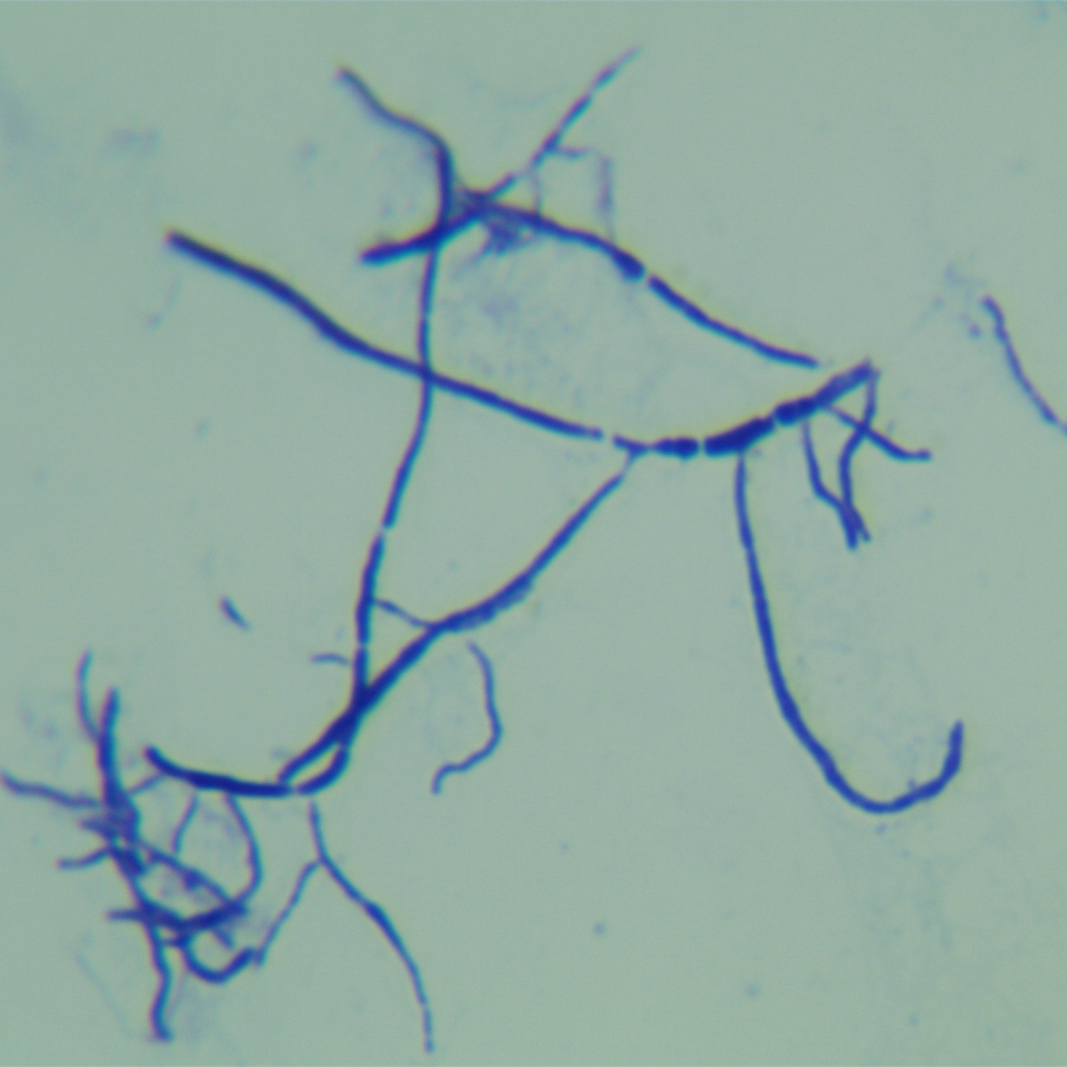 Subtropical Microcystis-BNCC