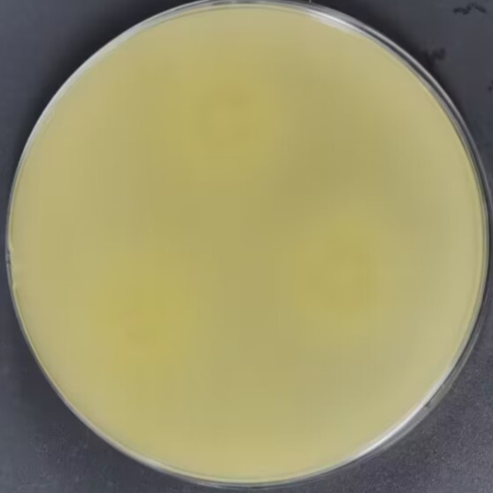Rhizopus creeping-BNCC