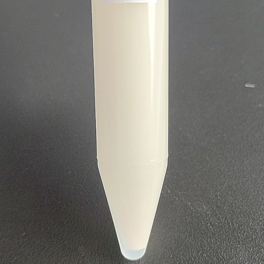 Saprophytic Staphylococcus-BNCC