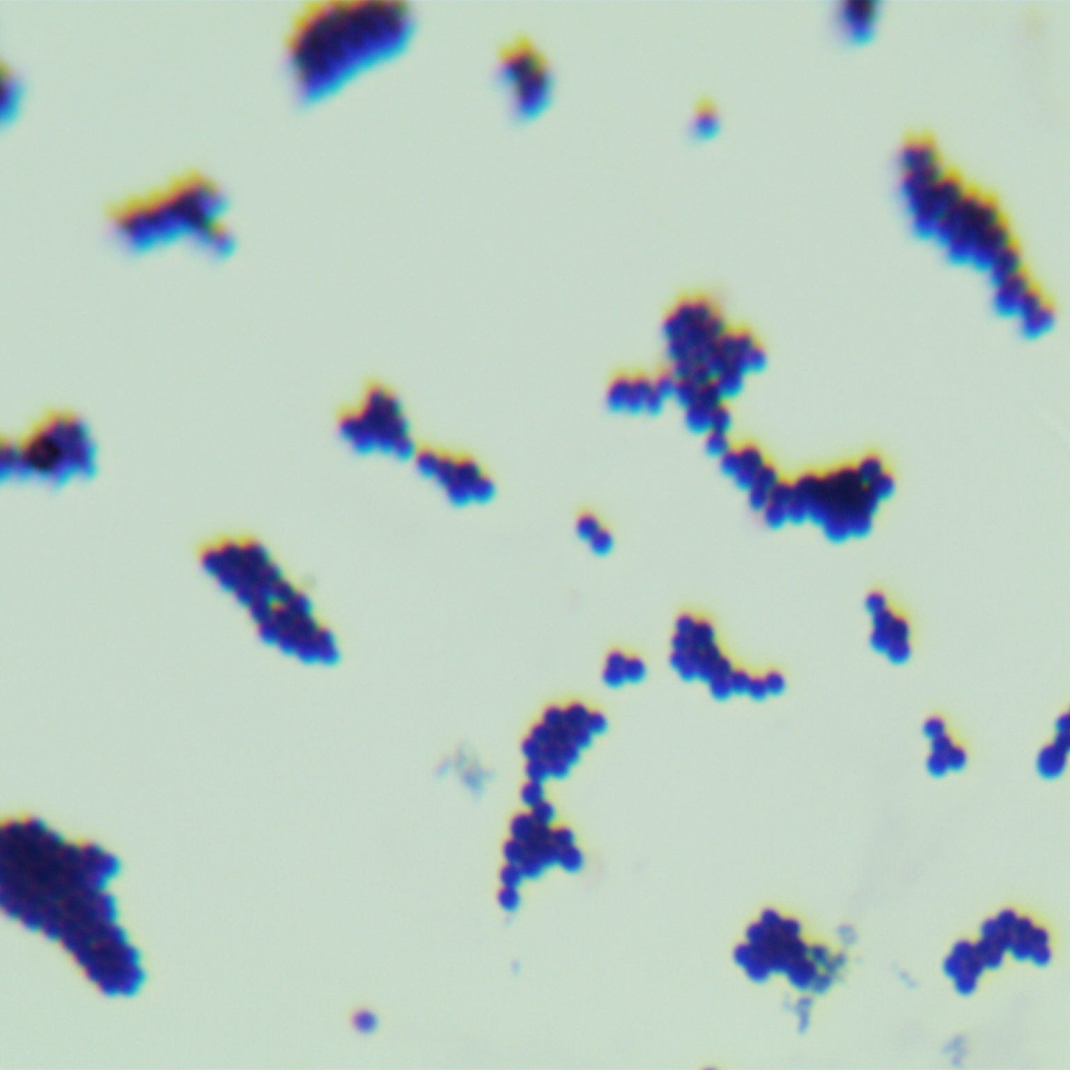 Saprophytic Staphylococcus-BNCC