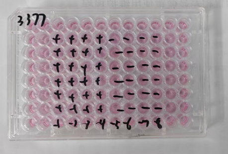 Bovine Parainfluenza Virus 3-BNCC