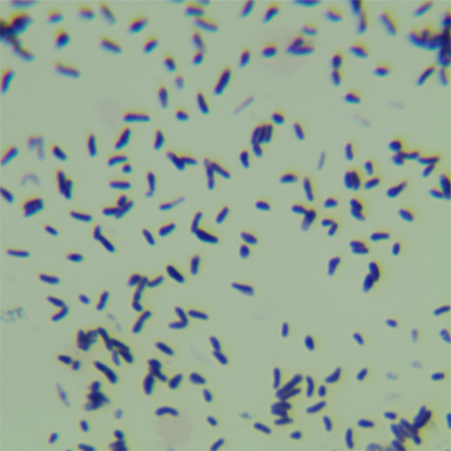 Montessori Medical Center Mycobacterium-BNCC