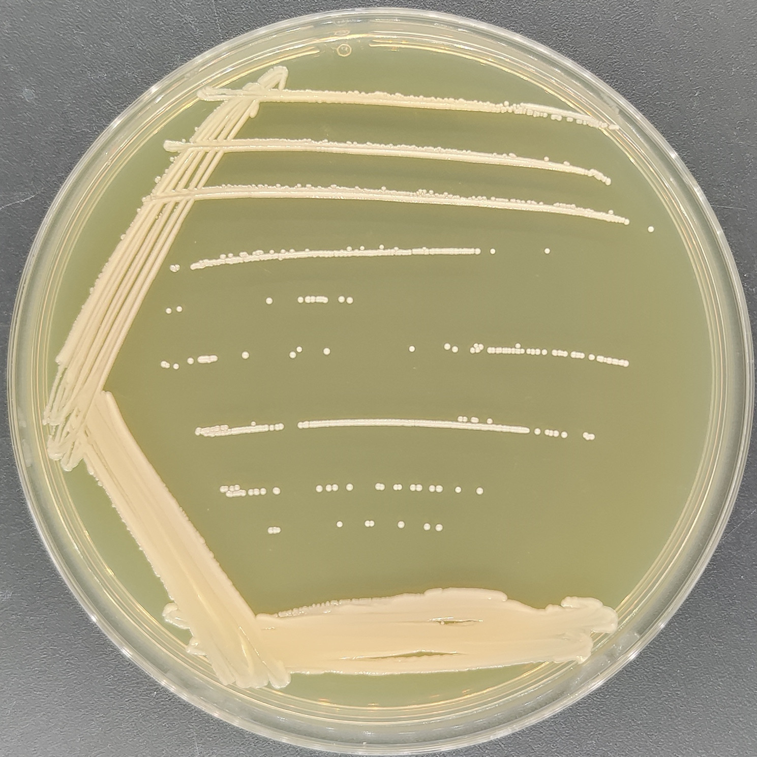 Staphylococcus schweitzerii-BNCC