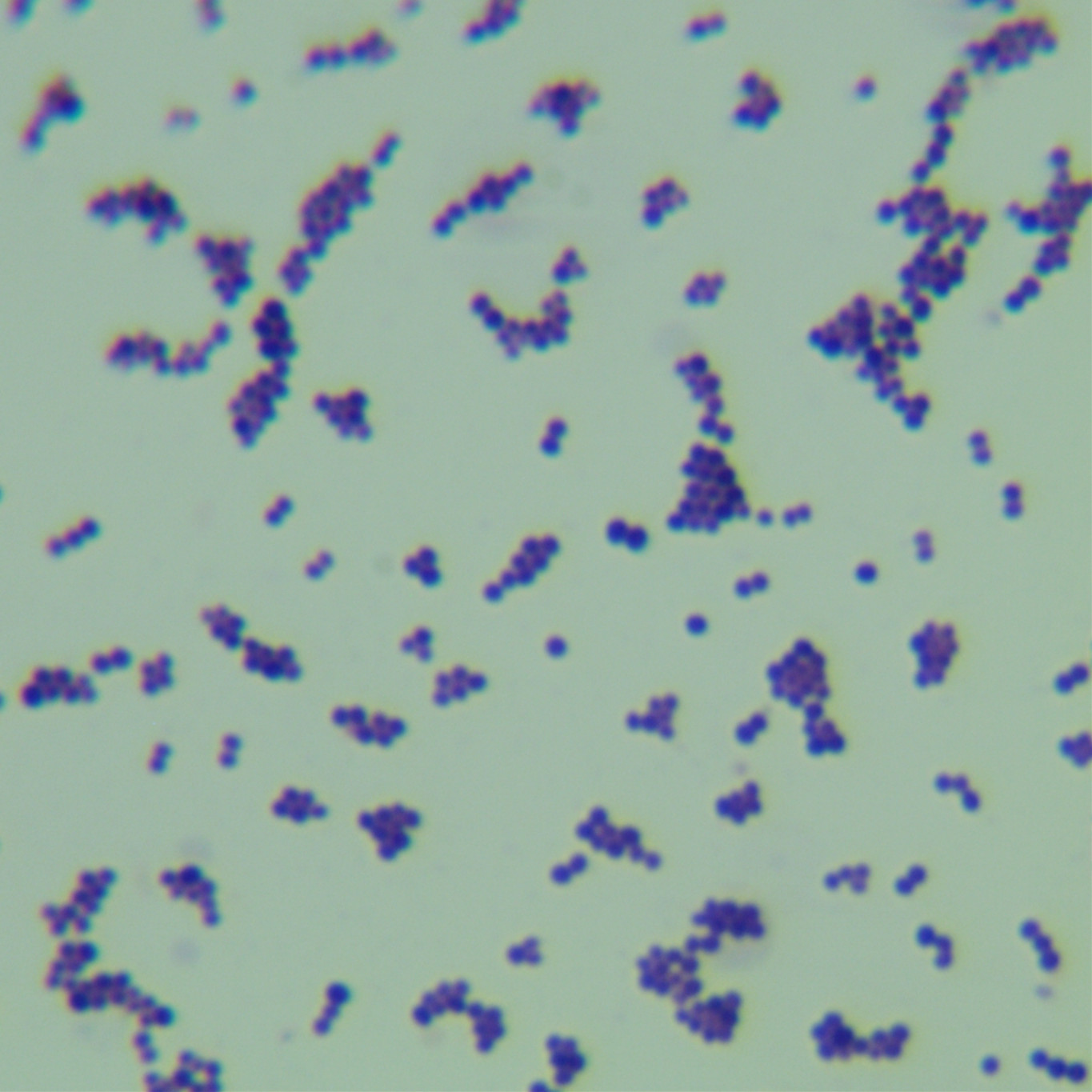 Staphylococcus schweitzerii-BNCC