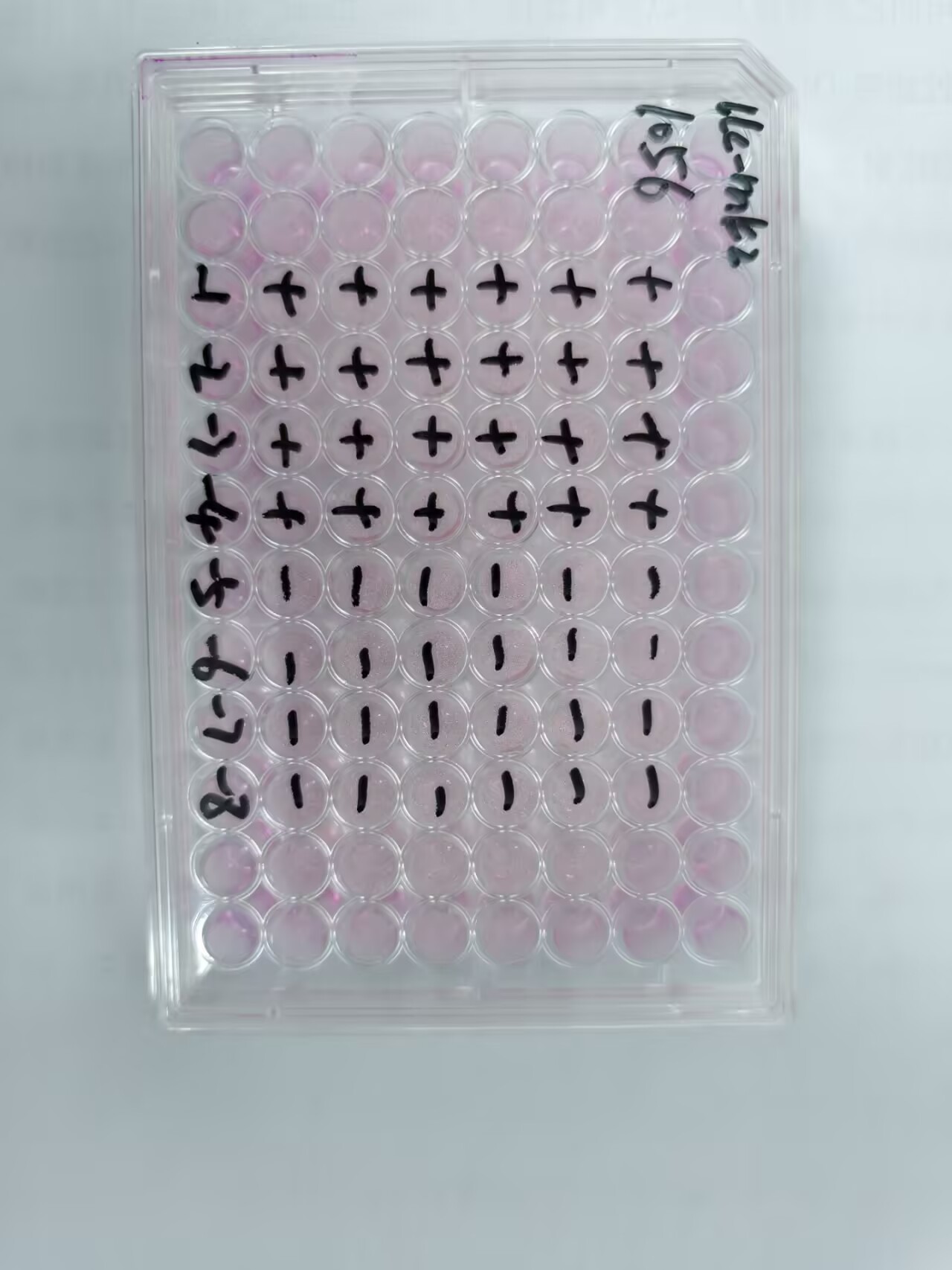 Human echovirus 15-BNCC