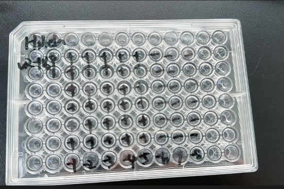 Human rhinovirus 59-BNCC