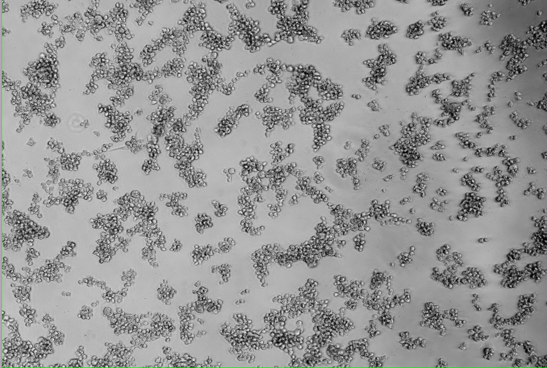 Rhinovirus 92-BNCC