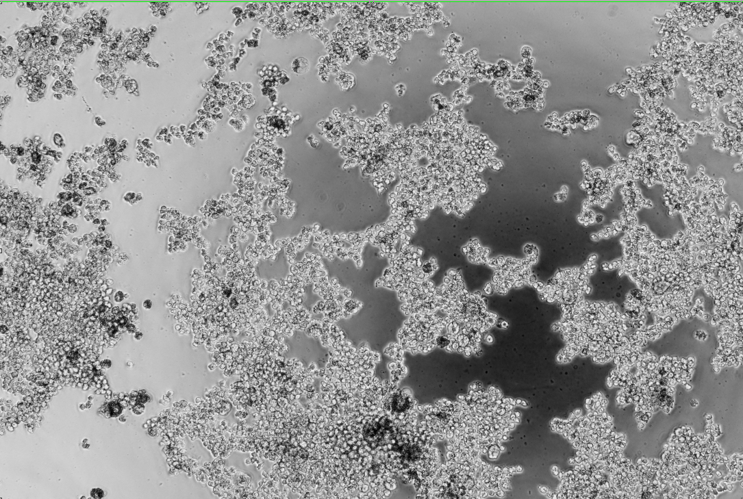 Human rhinovirus 93-BNCC
