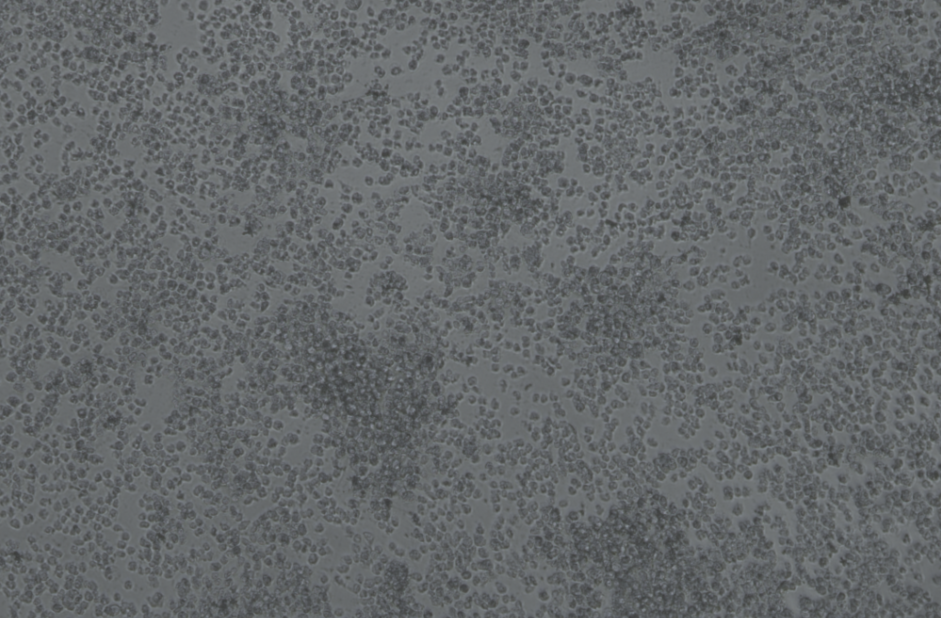 Human rhinovirus 71-BNCC