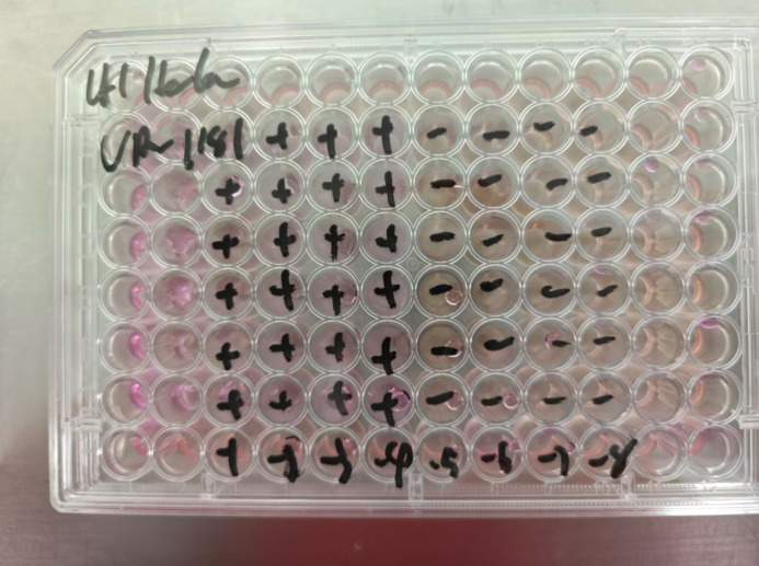 Human rhinovirus 71-BNCC