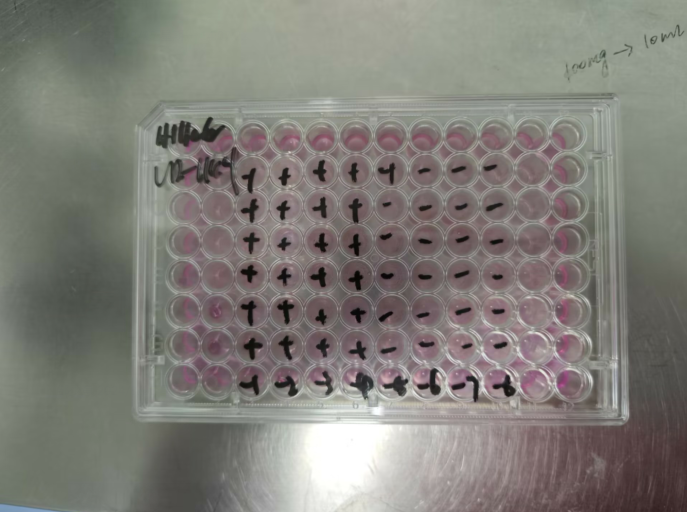 Human rhinovirus 74-BNCC