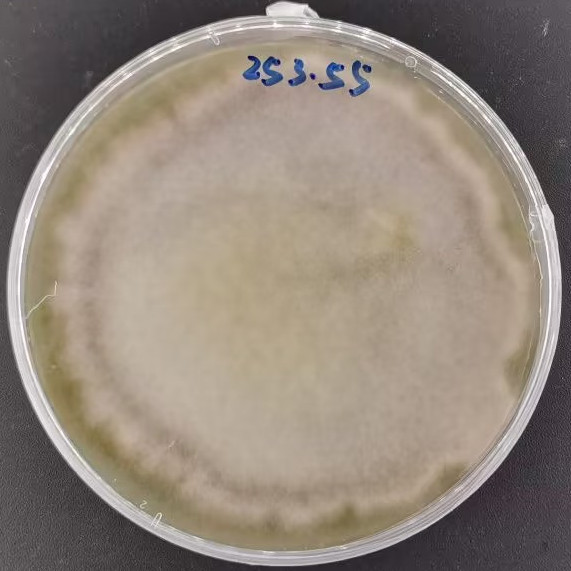 Brazilian Penicillium-BNCC
