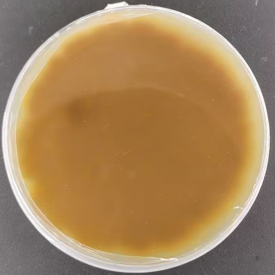 Brazilian Penicillium-BNCC