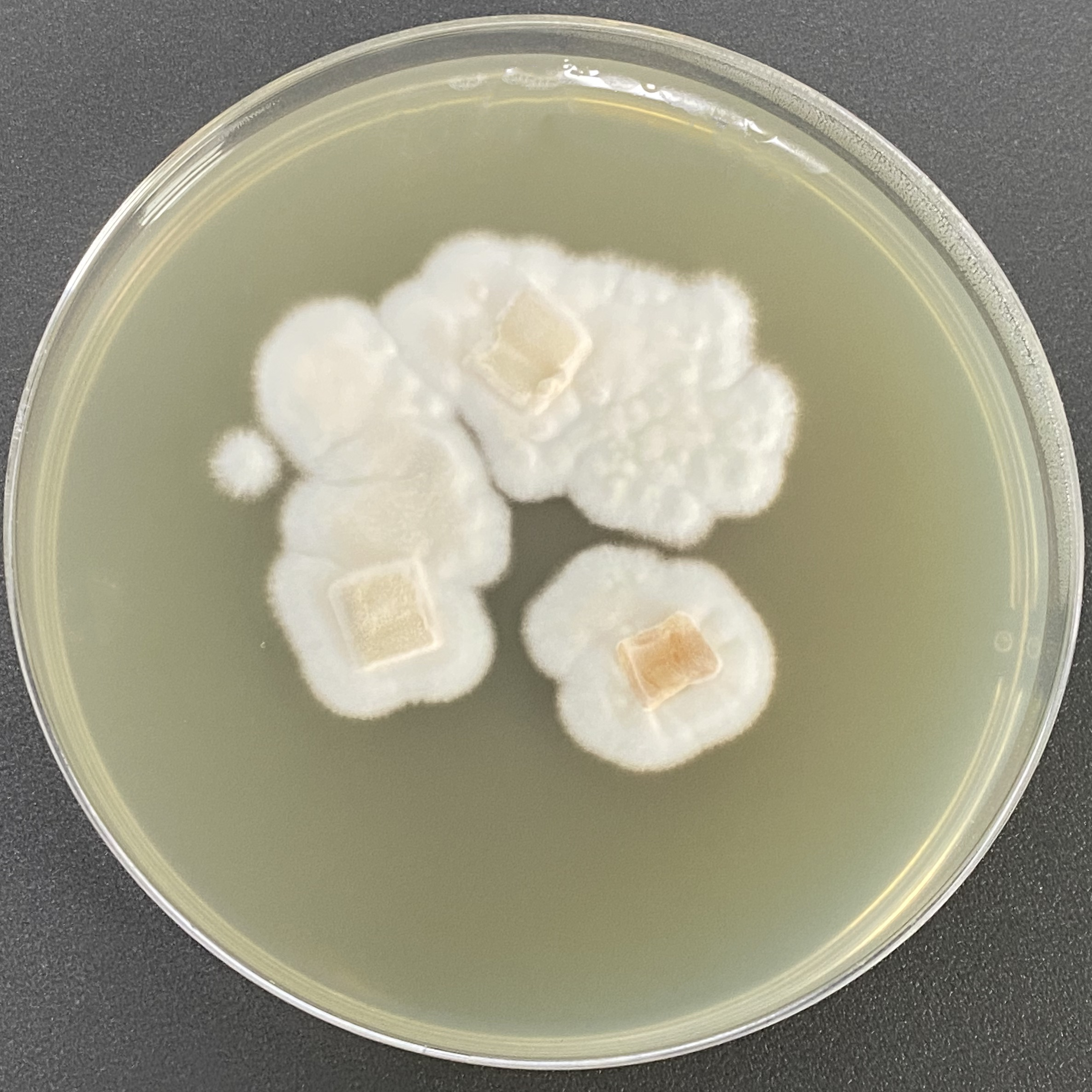 Brazilian Penicillium-BNCC