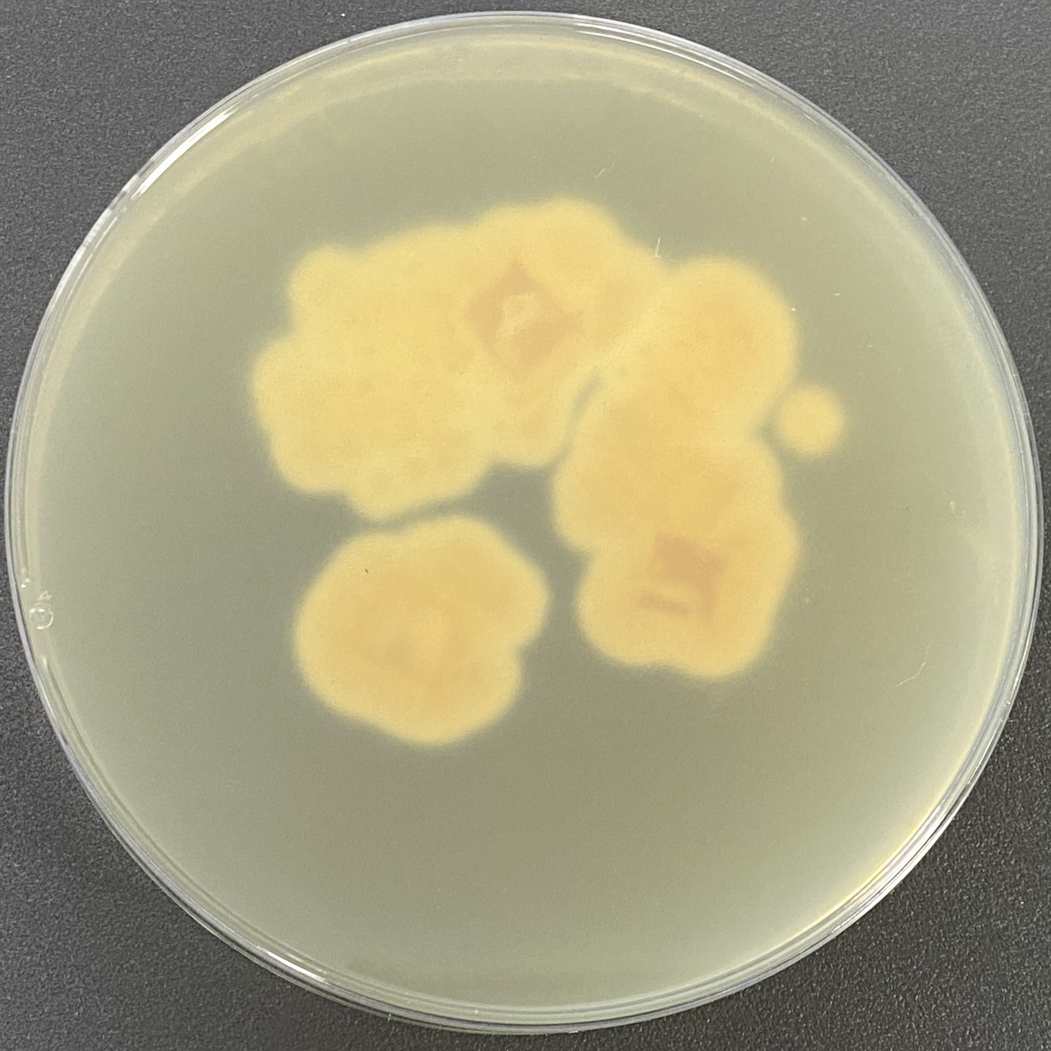 Brazilian Penicillium-BNCC
