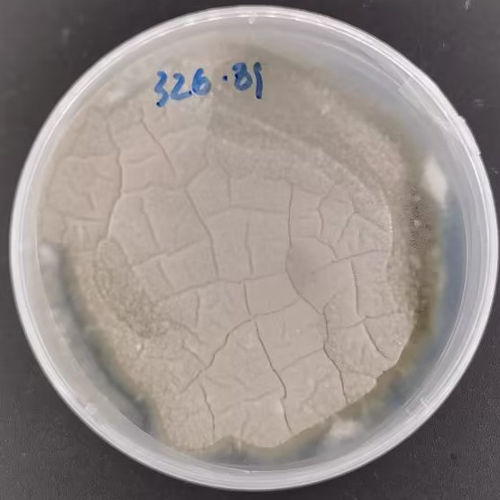 Penicillium-BNCC