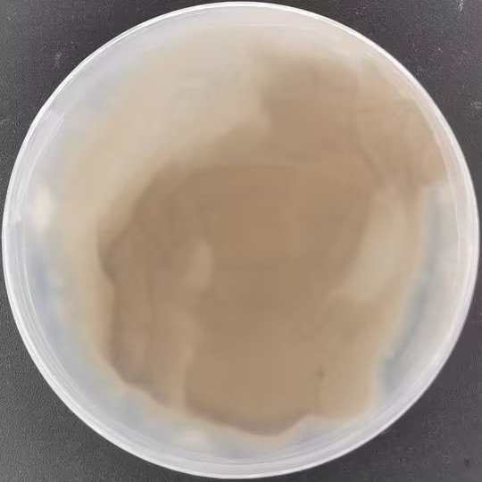 Penicillium-BNCC