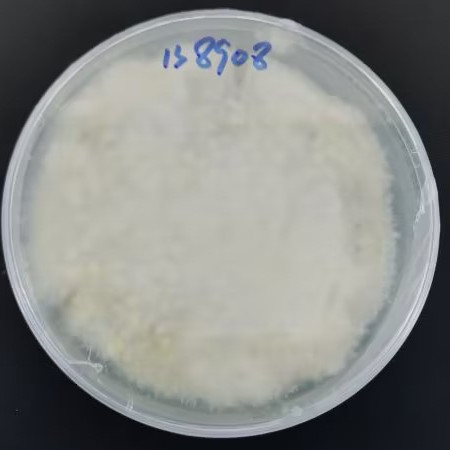 Blue Penicillium-BNCC