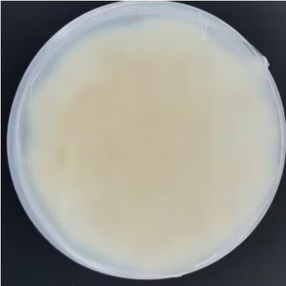 Blue Penicillium-BNCC
