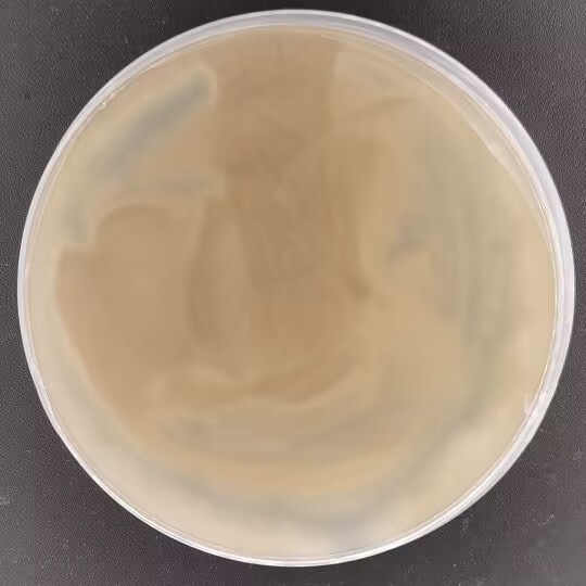 Fiji Aspergillus-BNCC