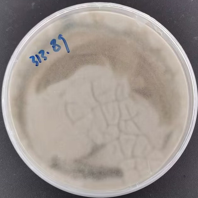 Fiji Aspergillus-BNCC