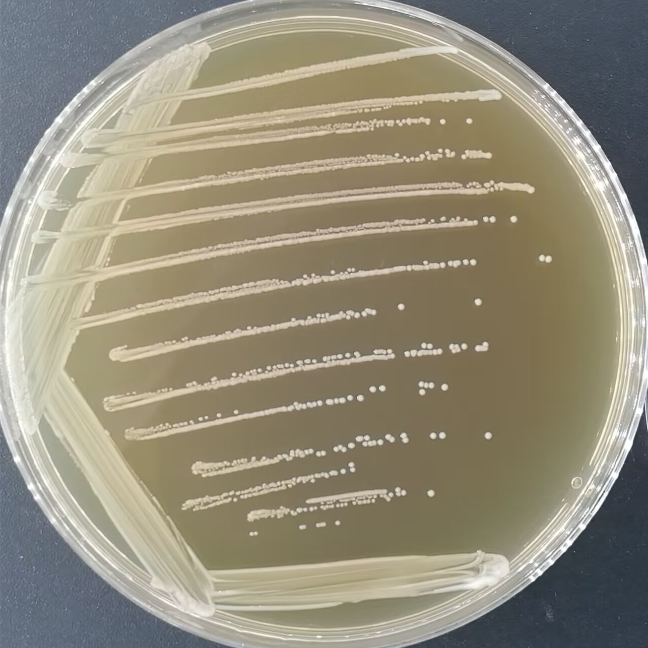 Enterococcus faecalis-BNCC