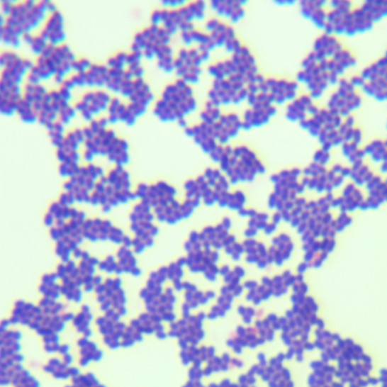 Enterococcus faecalis-BNCC