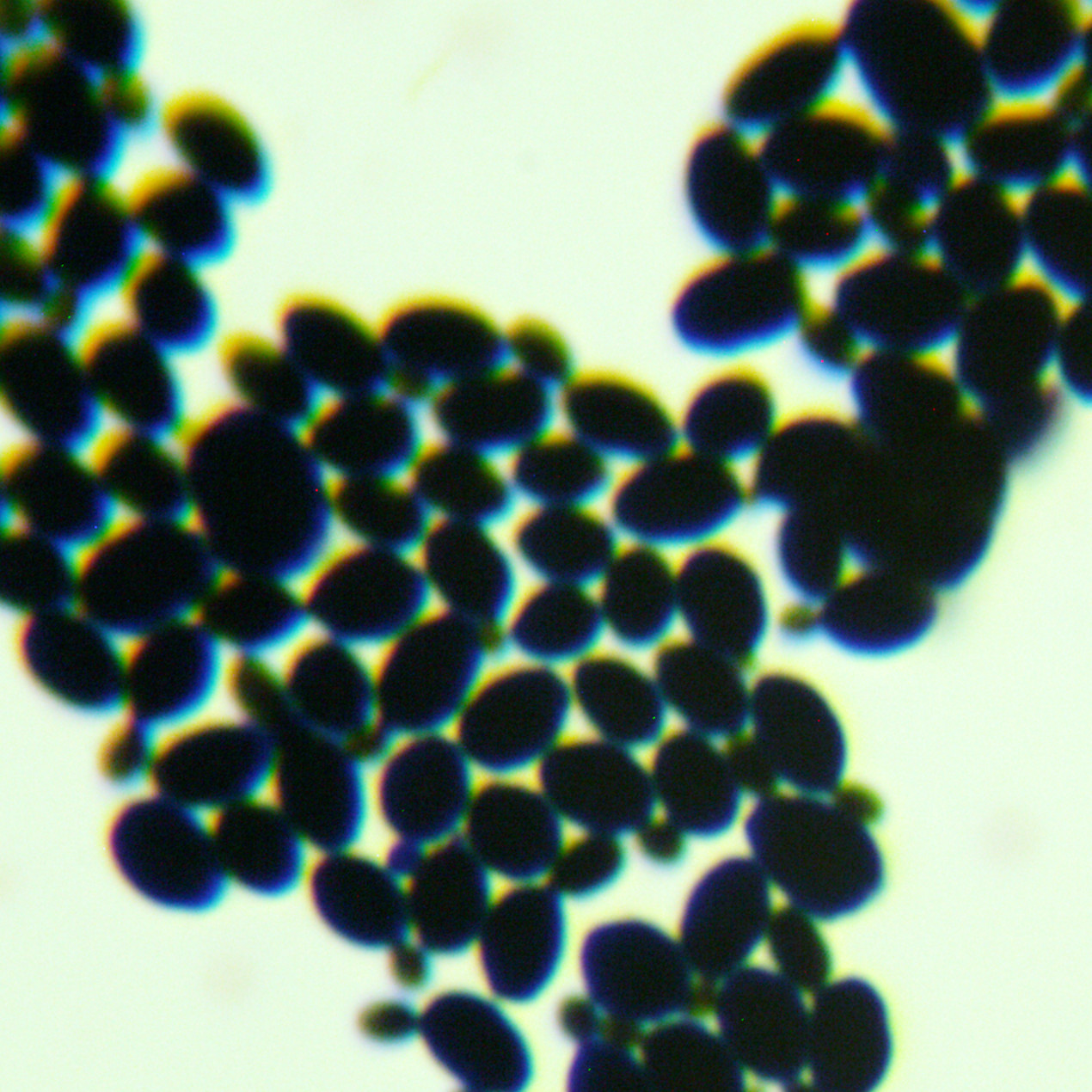Brewing yeast-BNCC