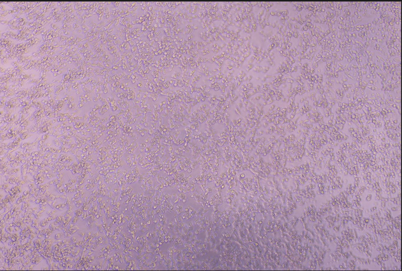 Avian Leukosis Virus-BNCC