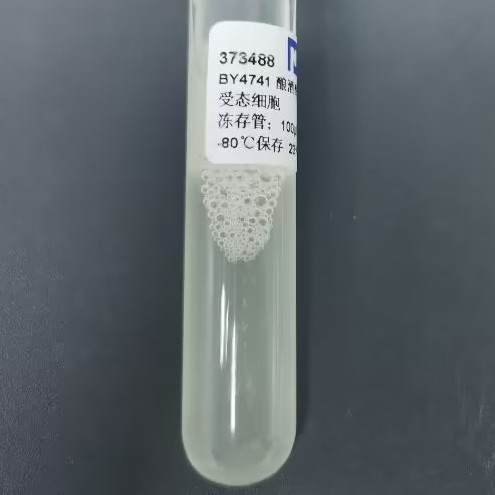 BY4741 brewing yeast chemocompetent cells-BNCC