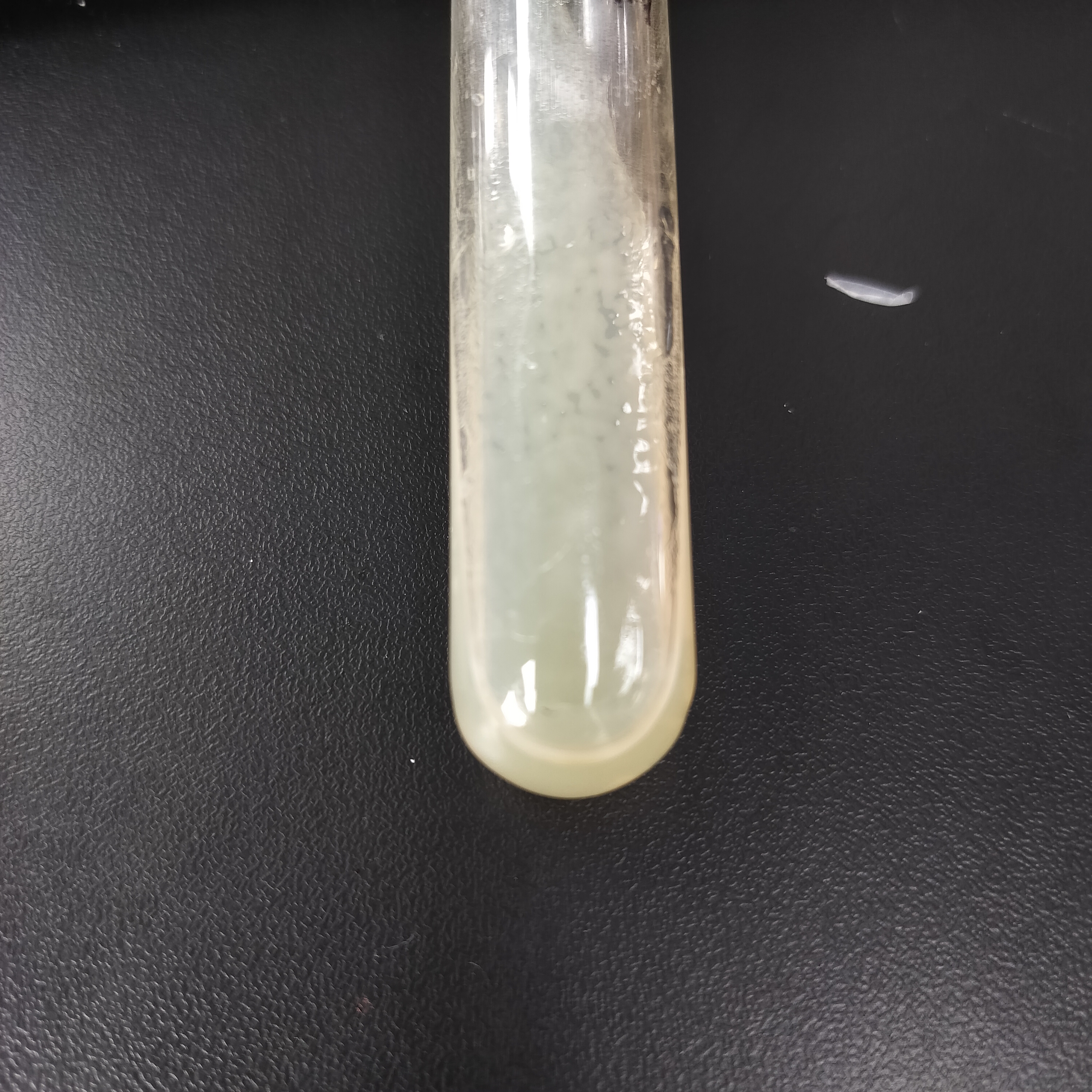 Nocardia trifasciata-BNCC