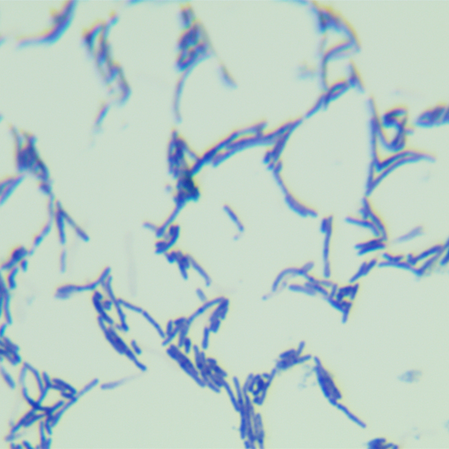 Nocardia trifasciata-BNCC